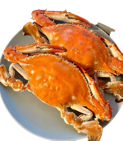 Superior Jumbo Swimming Crab: Bursting with Rich, Creamy Roe and Tomalley